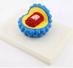 Model of Aids-Virus QH3221-13 نموذج فيروس الإيدز